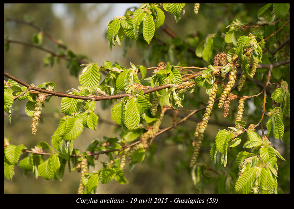 Corylus avellana